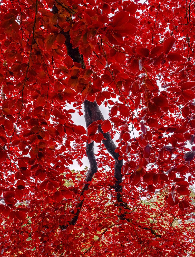 Photograph by Ирина Протченко