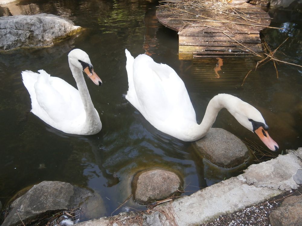 Photograph by Антон