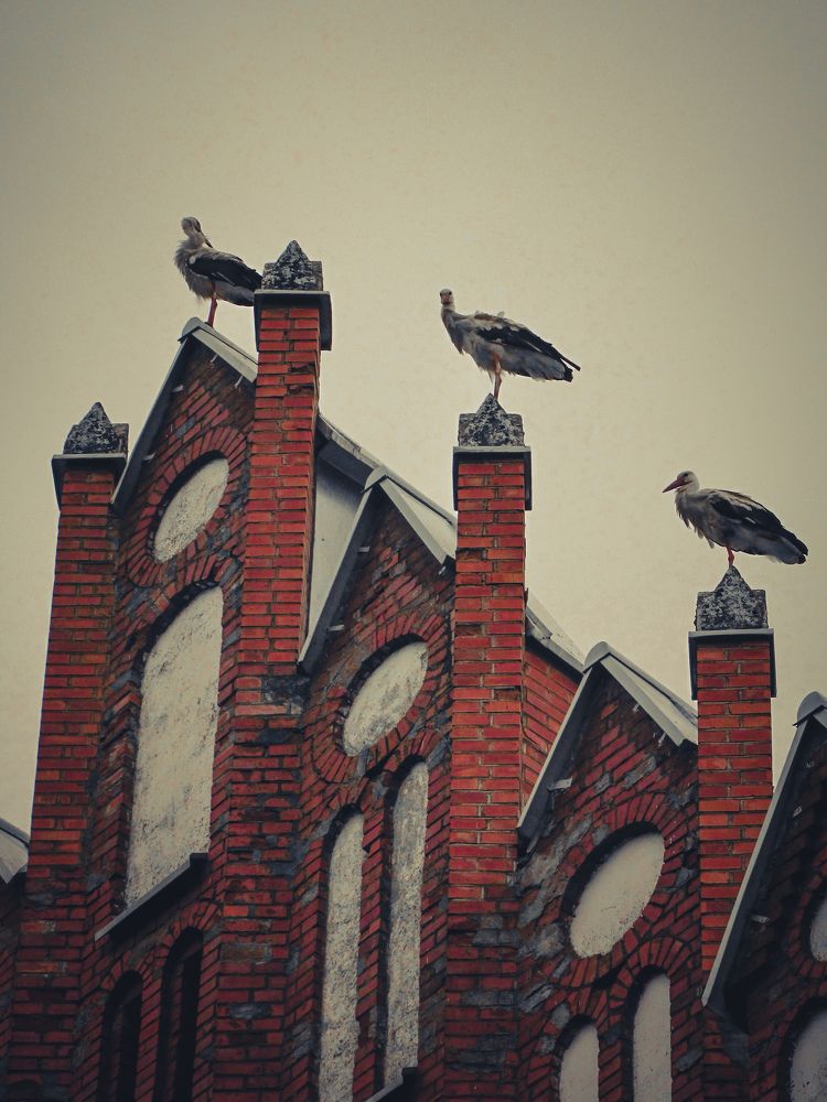 Photograph by Игорь Сухаревич