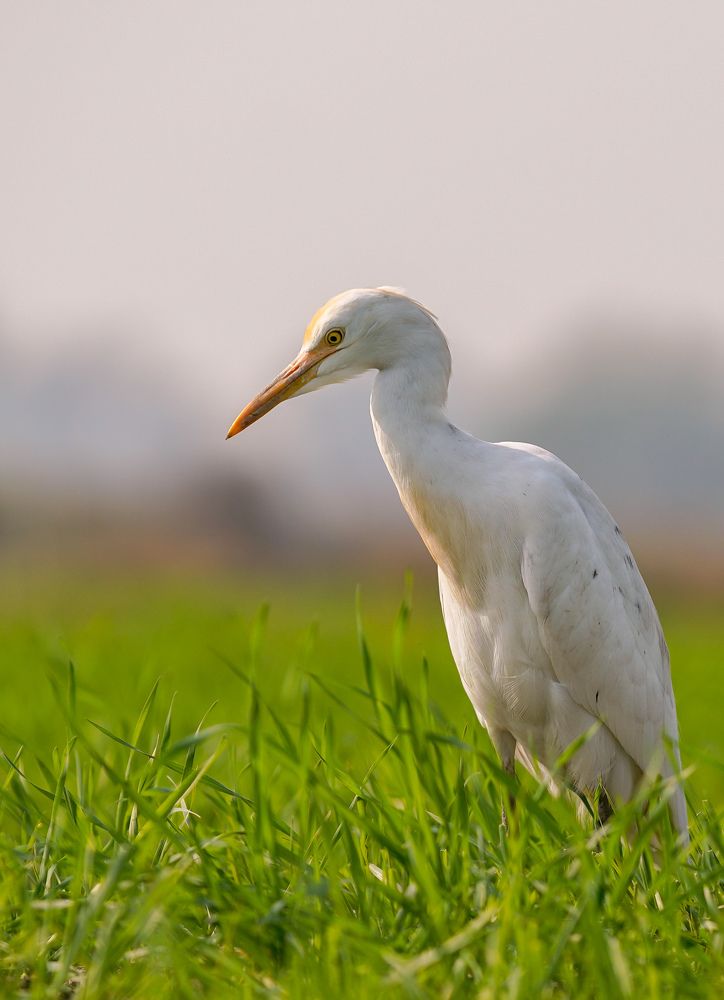 Photograph by HARSHIT MISHRA