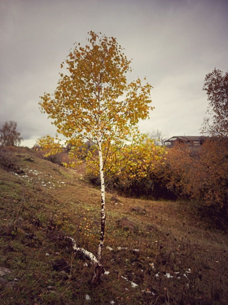 Photo #11190436