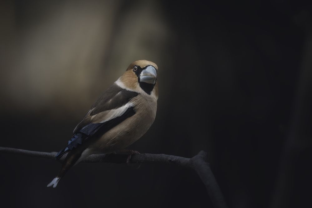 Photograph by de Franzoni Thomas