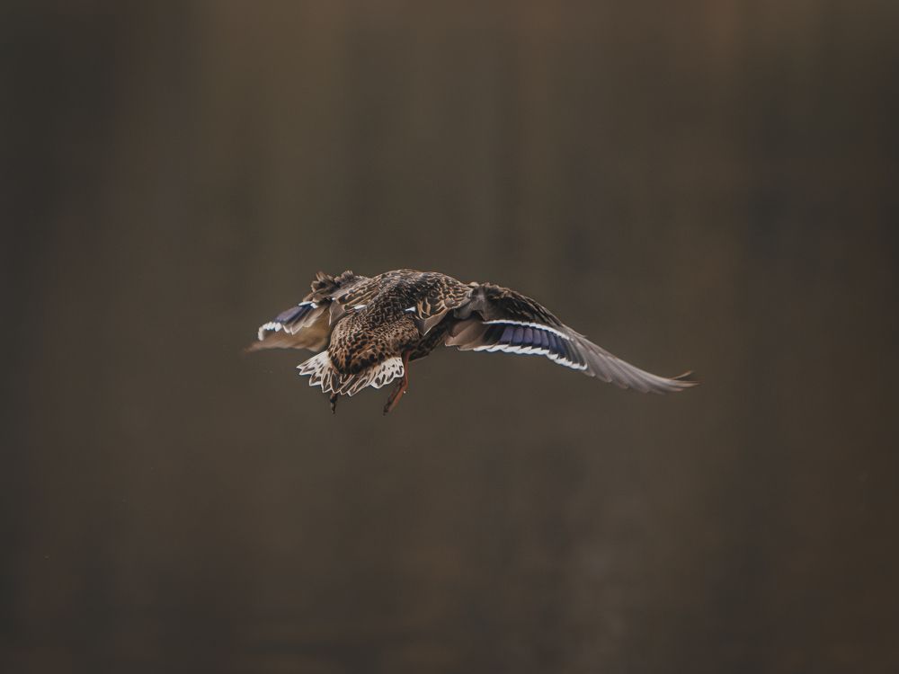 Photograph by Мария Клещенко