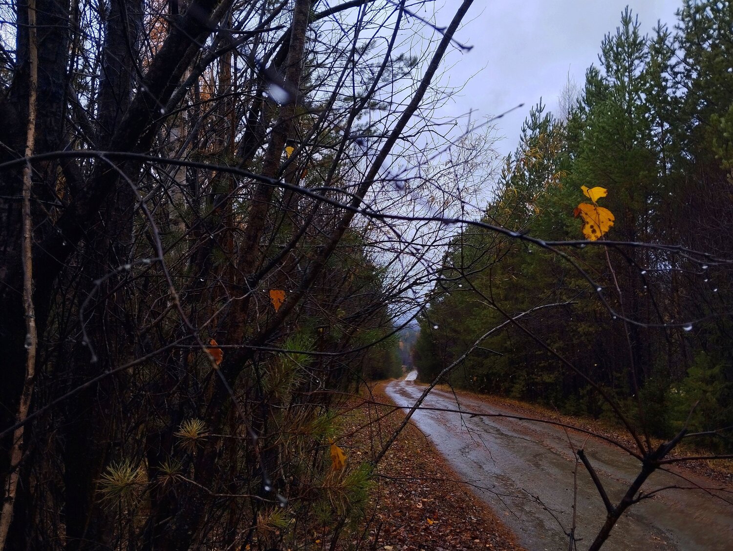 Photo #11190528