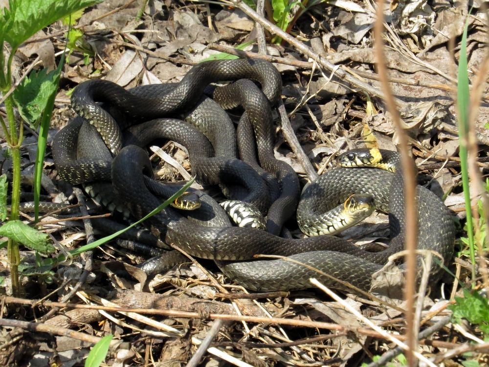 Photograph by Оксана Малахова