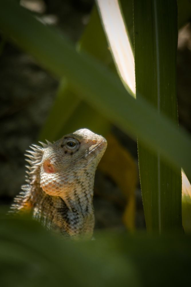 Photograph by Dewindu H. Fernando