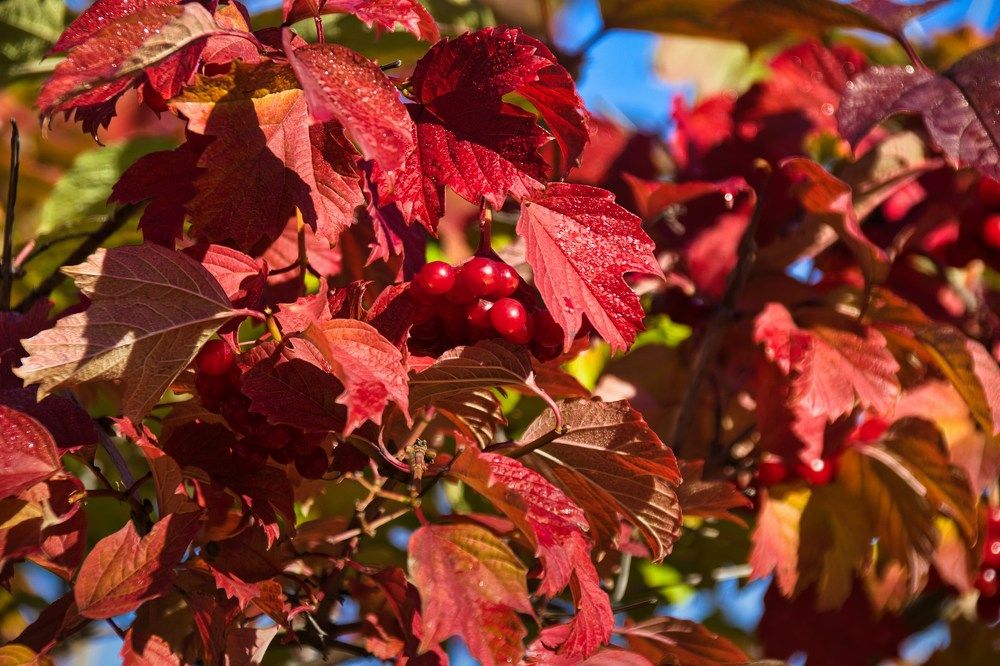 Фотография автора Georgii Eletskikh