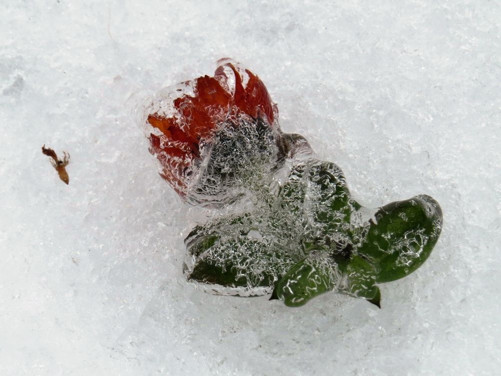 Аленький цветочек в гостях у Снежной королевы