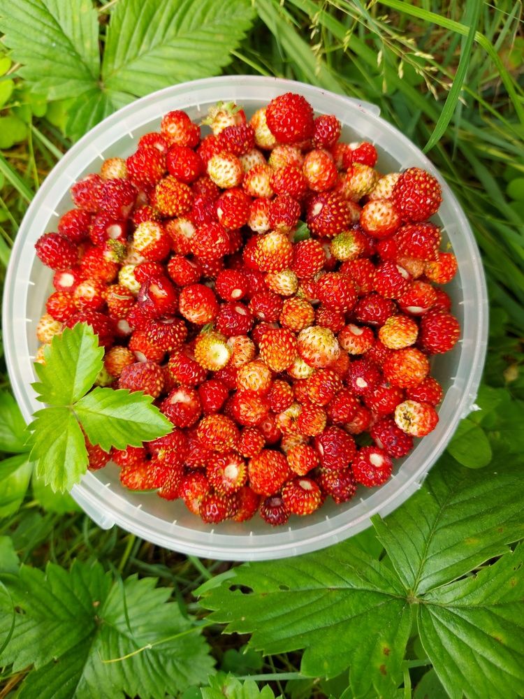 Photograph by ЭЛЬМИРА  ИСМАИЛОВА