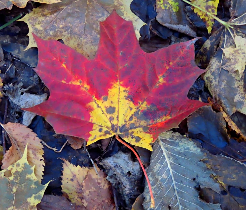 Photograph by Pjotr Alekseev