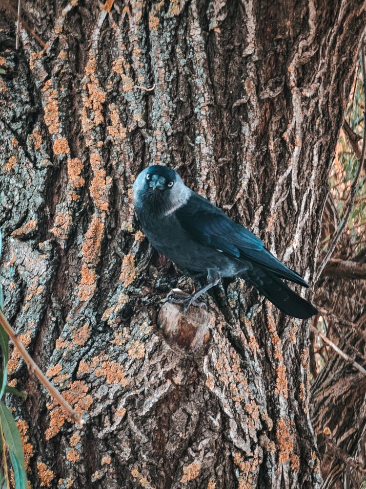 Фотография автора Анна Мисякова