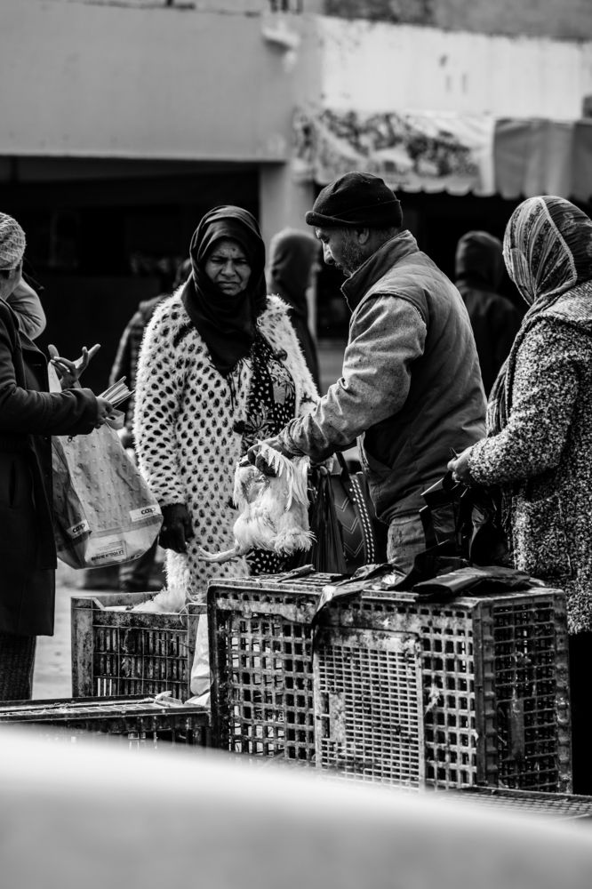 Photograph by Mohamed Rezaiguia