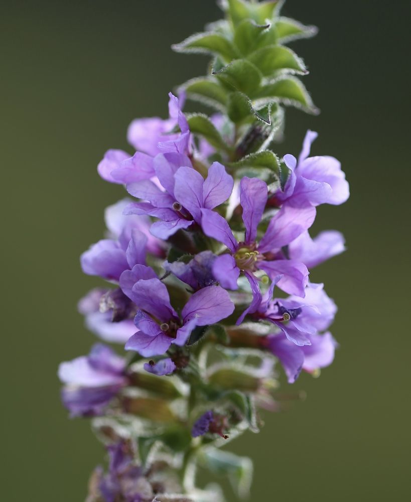 Photograph by Наталья Мутова