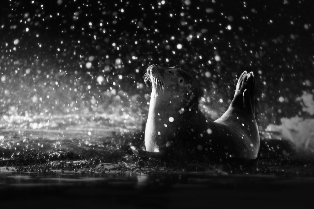 Photograph by Arzur Michael