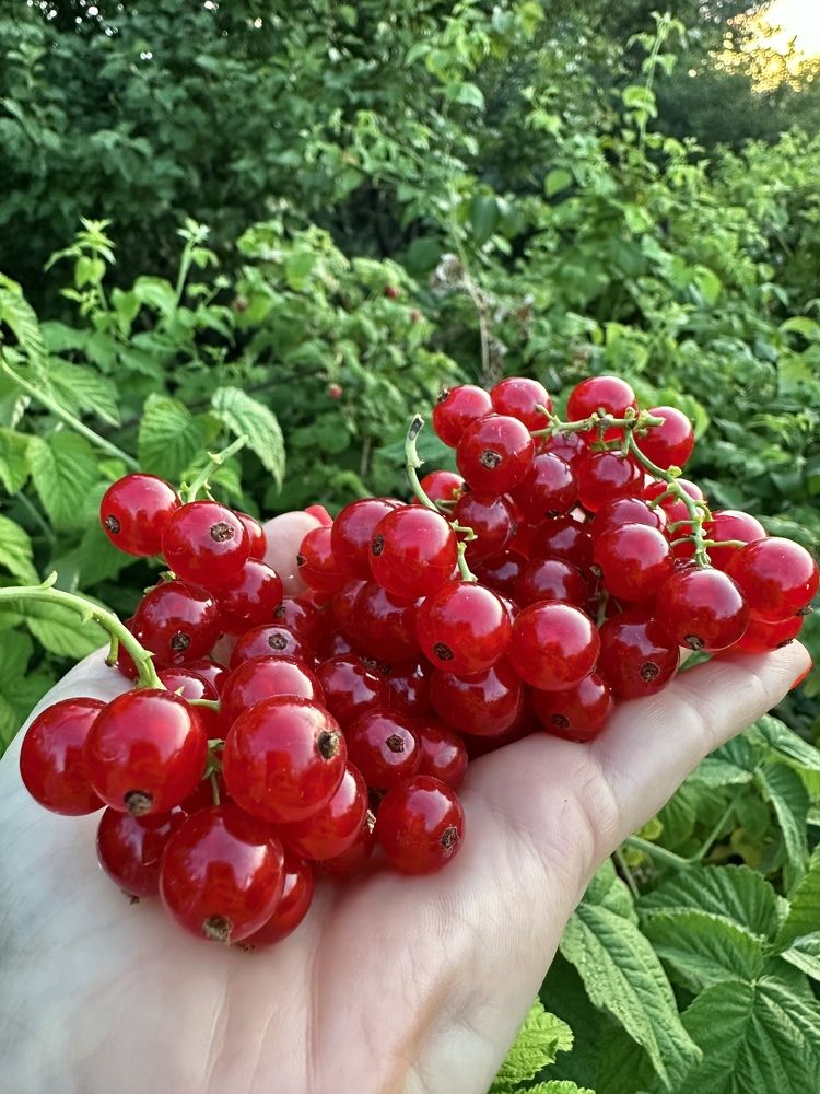 Photograph by Елена Цацулина