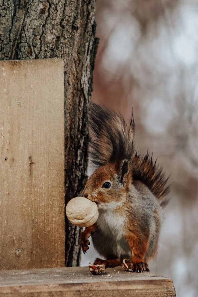 Фотография автора Олеся Шипихина