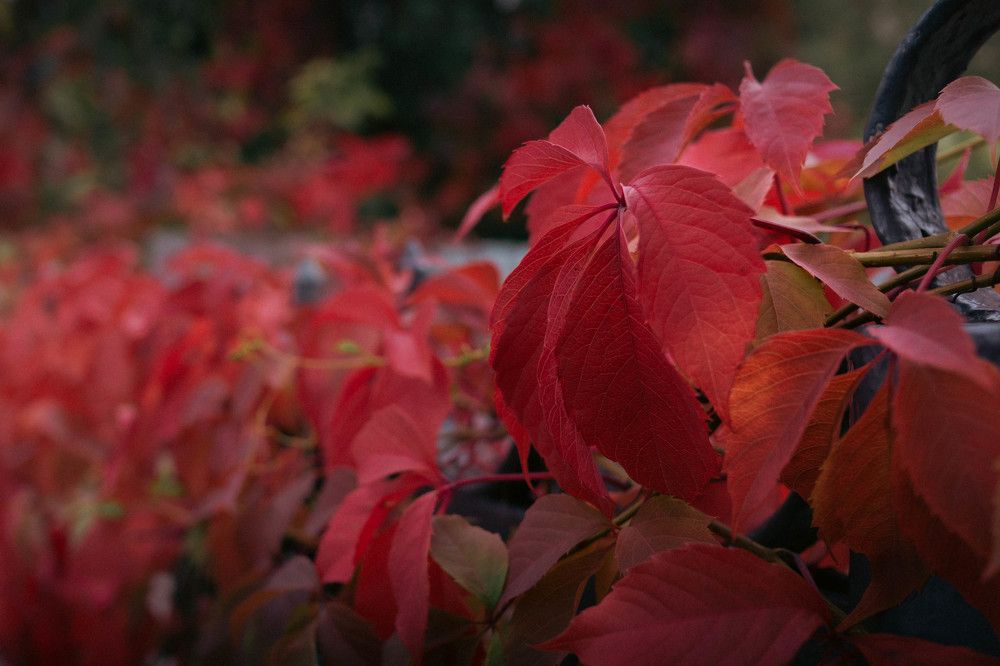 Photograph by Александр Ходакин