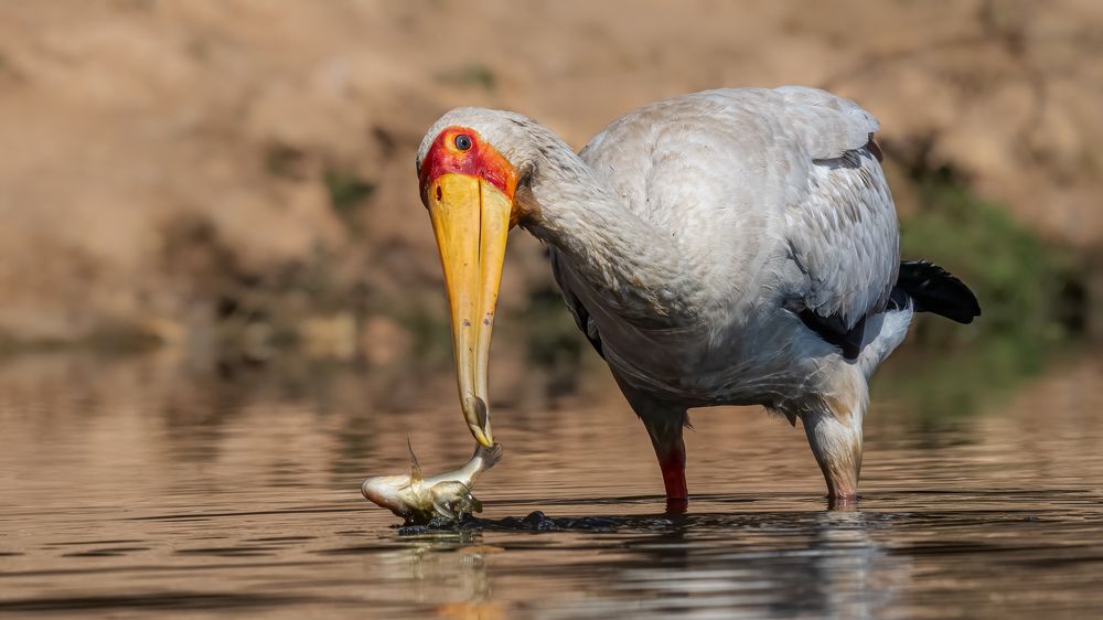 Photograph by Tania Cholwich