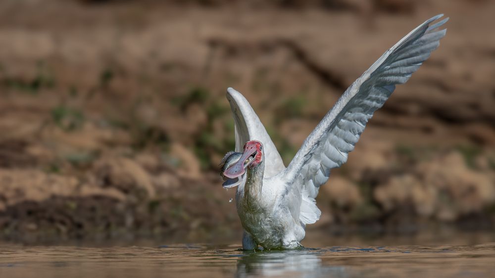 Photograph by Tania Cholwich