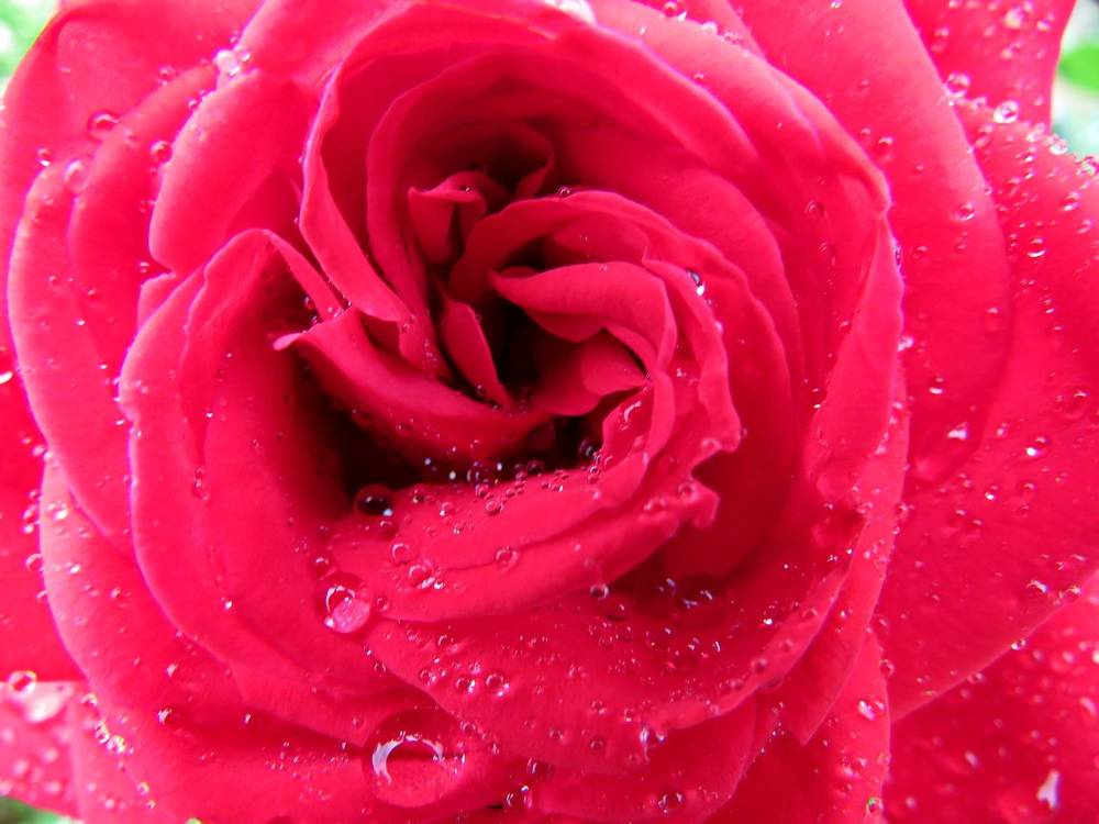 Red rose flowers in raindrops