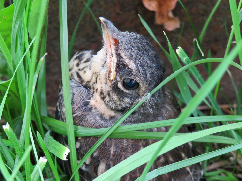 Fieldfare chick in the grass