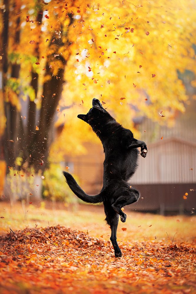 Черный лебедь