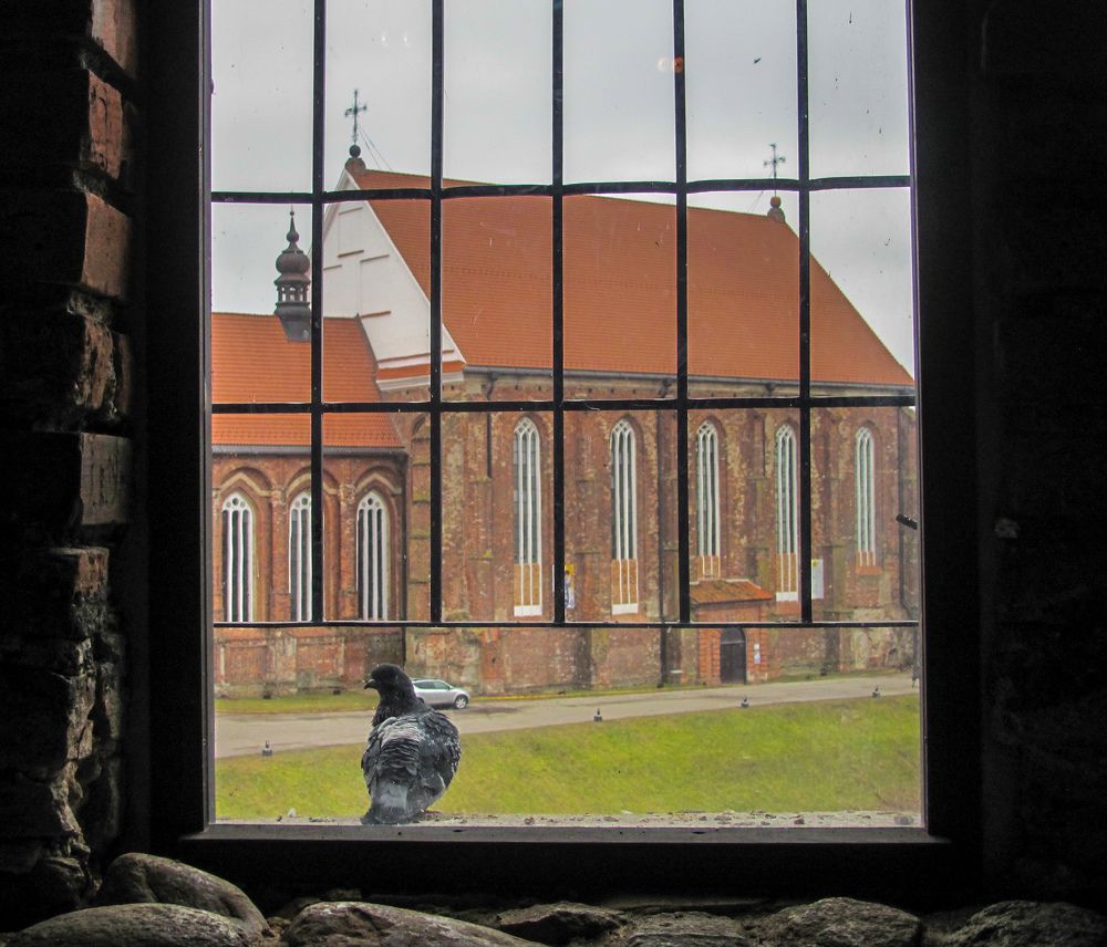 Dove on a windowsill against the backdrop of a temple