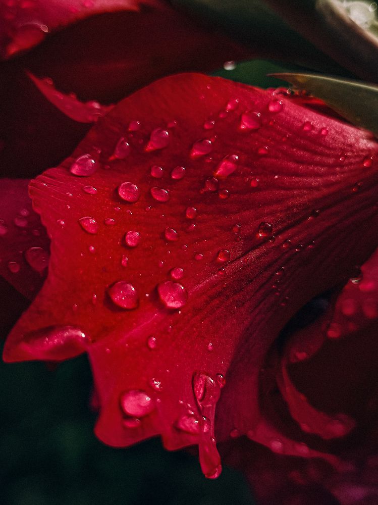 Photograph by Светлана Фоменко