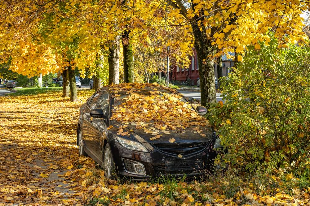 Осенний сон