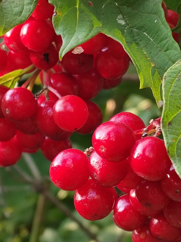 Photograph by Наталья Горовых