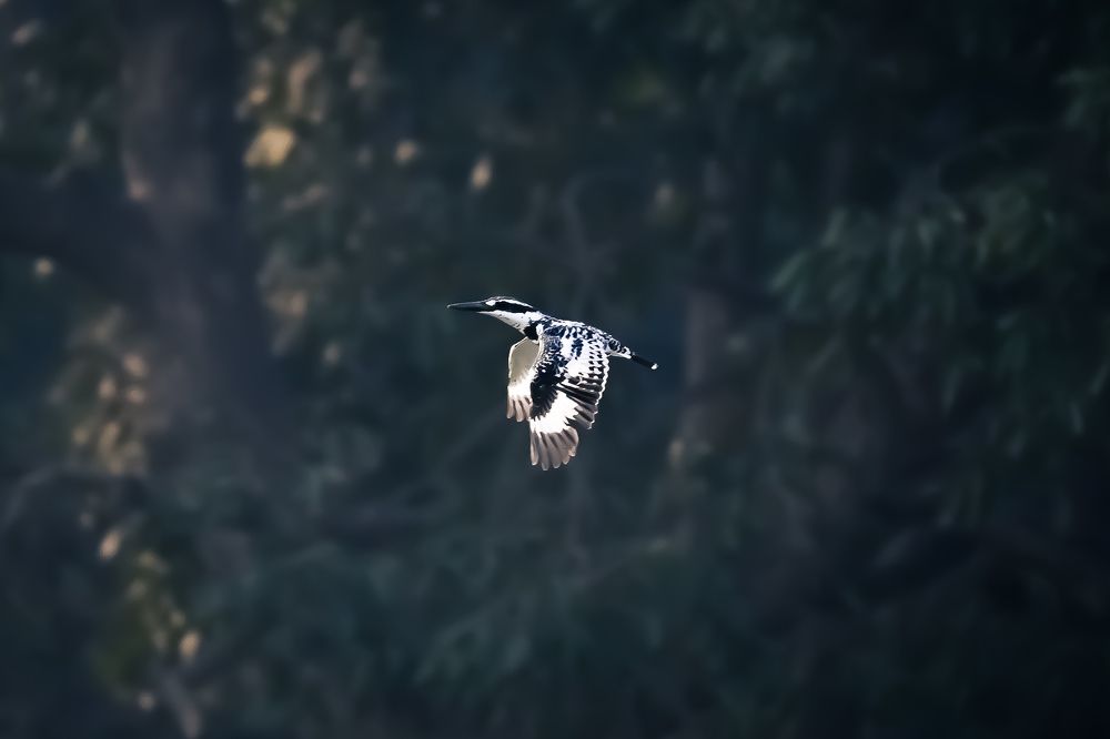 Pied kingfisher