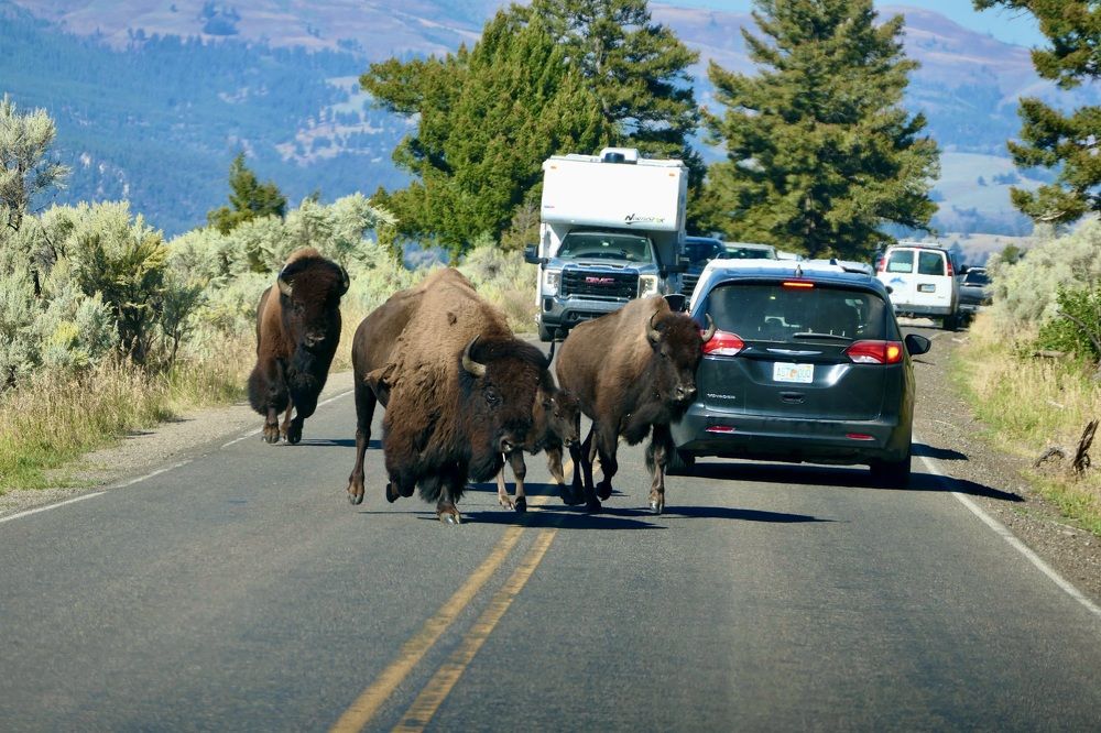 Someone doesn't know the road rules