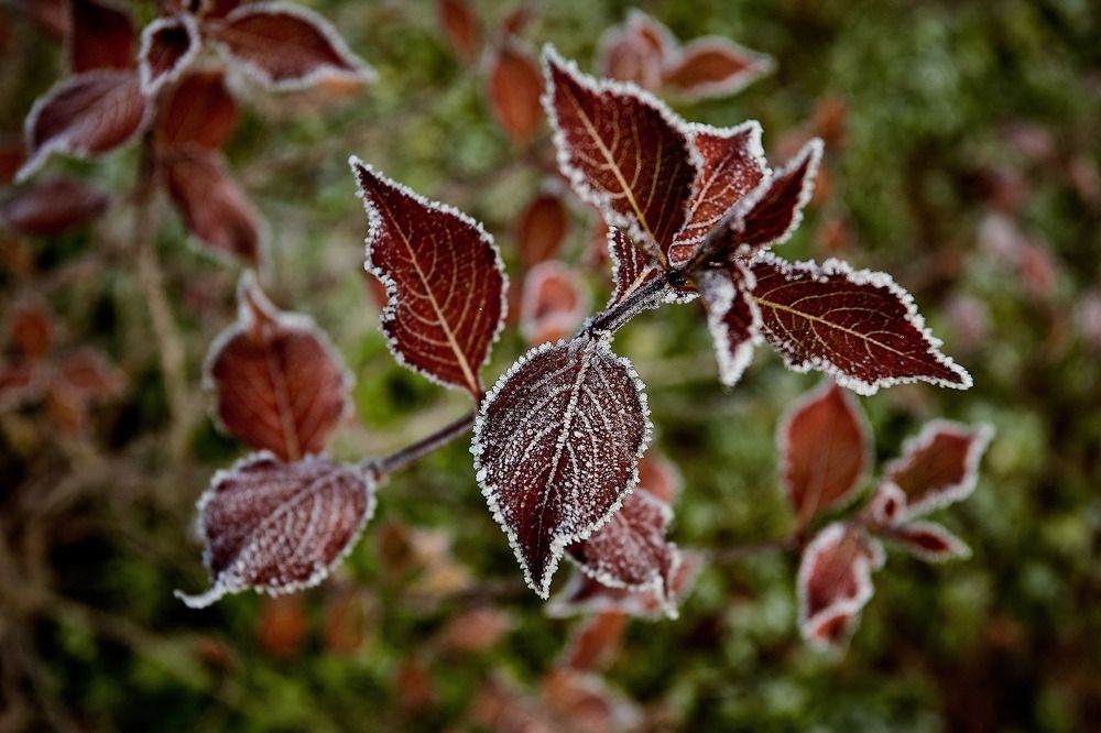 Фотография автора Totoro