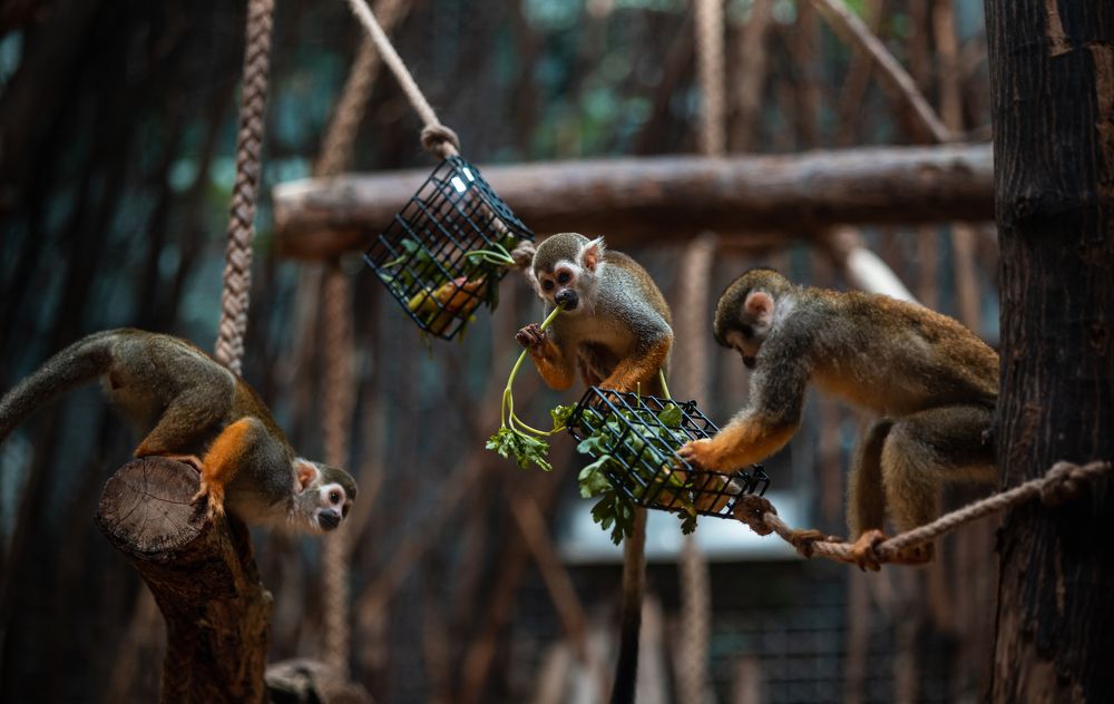 Photograph by Max Justh