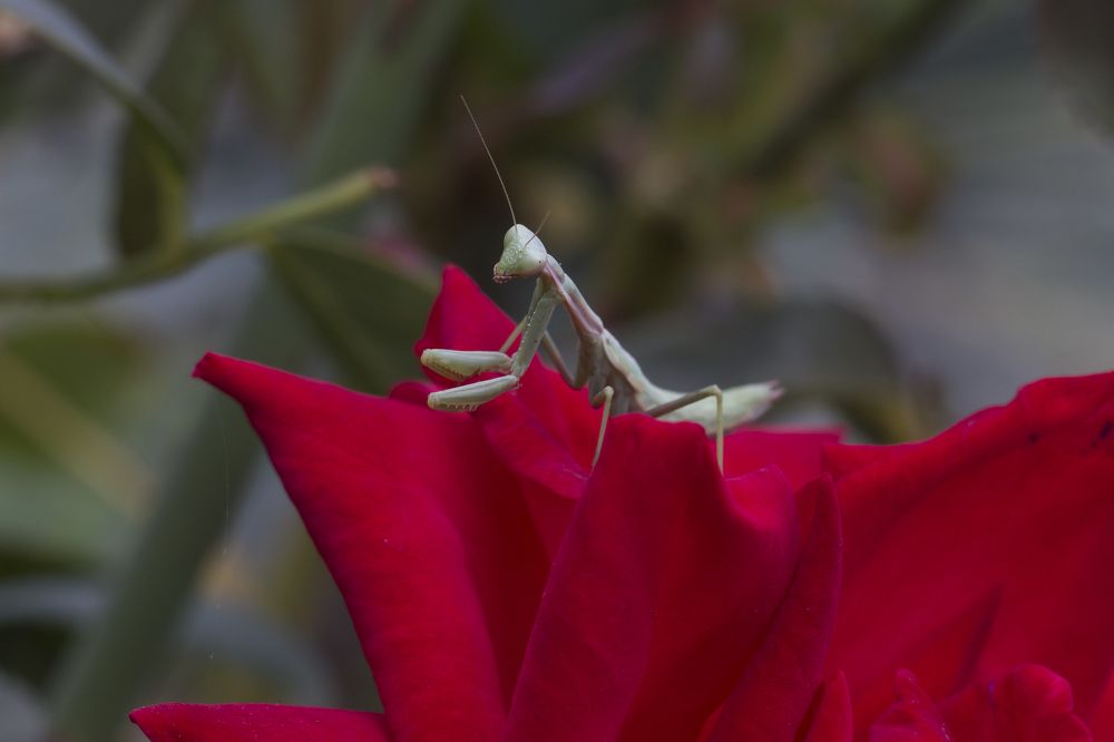 Photograph by Дина Горбачёва