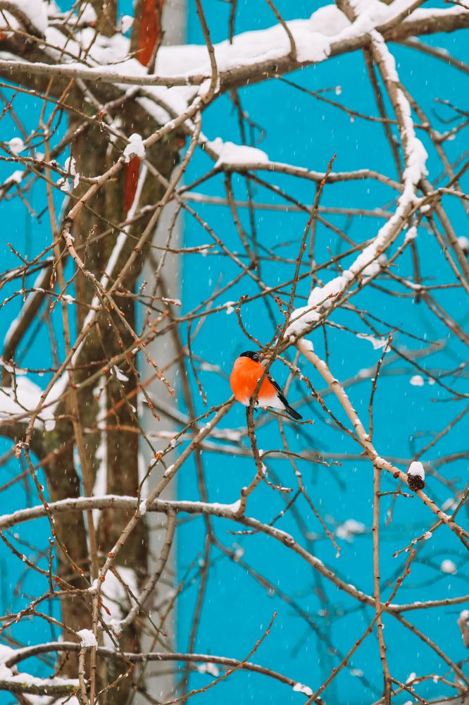 Photograph by Алексей Голубев