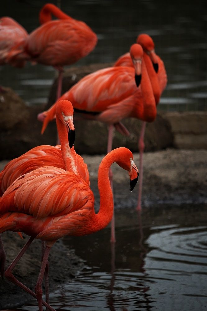 Фотография автора Елена Кириллова