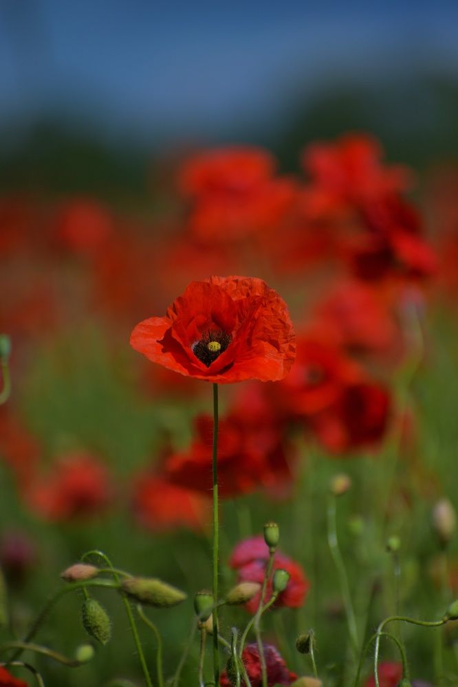 Photograph by Margareth Tikhonova