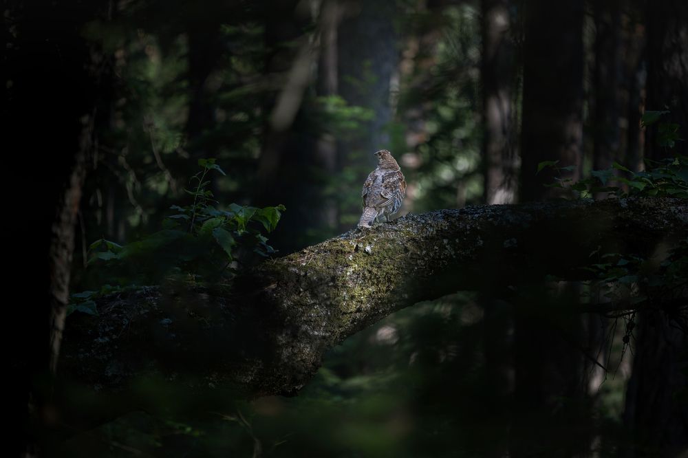 В глуши тайги.