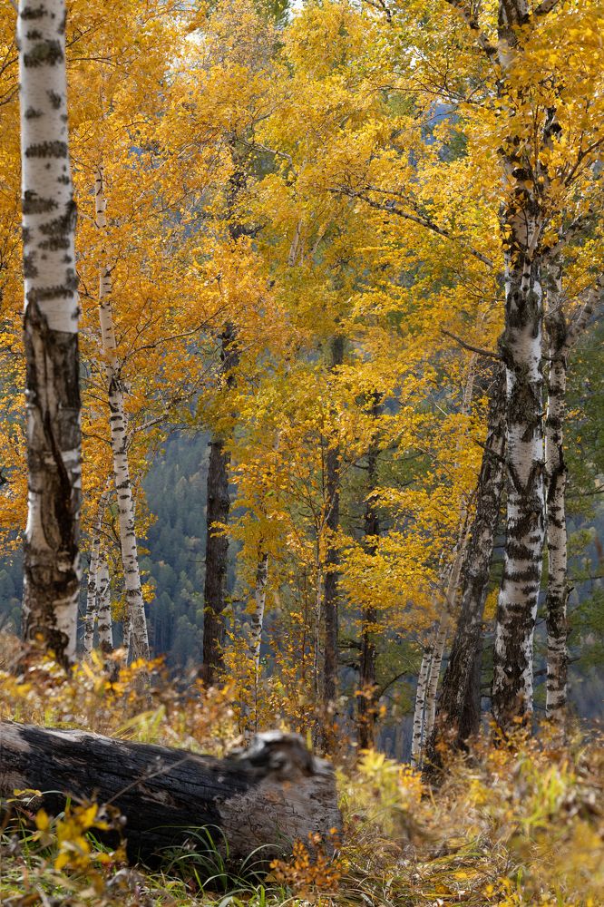 Фотография автора Иван Грин