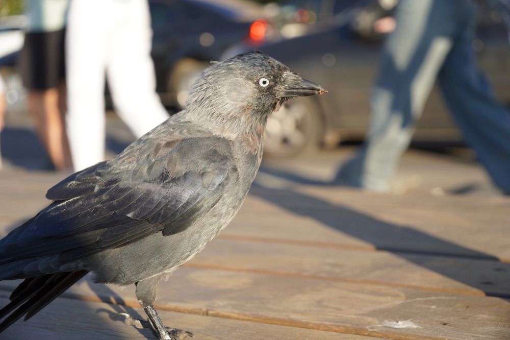 Photograph by Светлана Хохлова