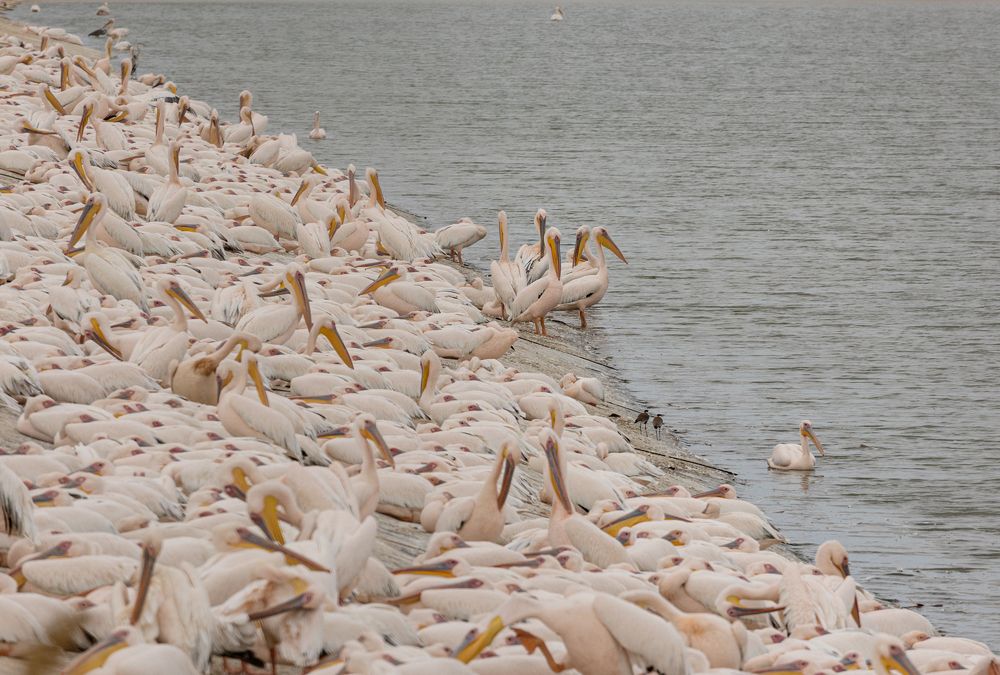 Photograph by Elena Sportes