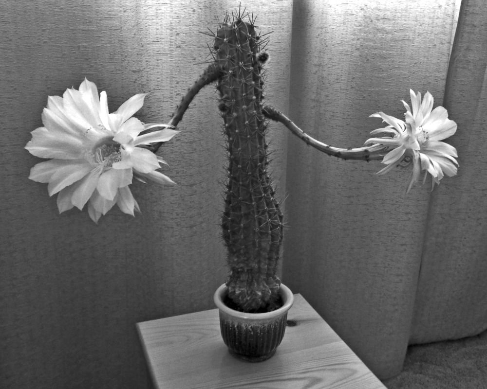 Забавный кактус.