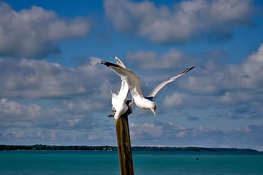 Photograph by A. G. Bisschop