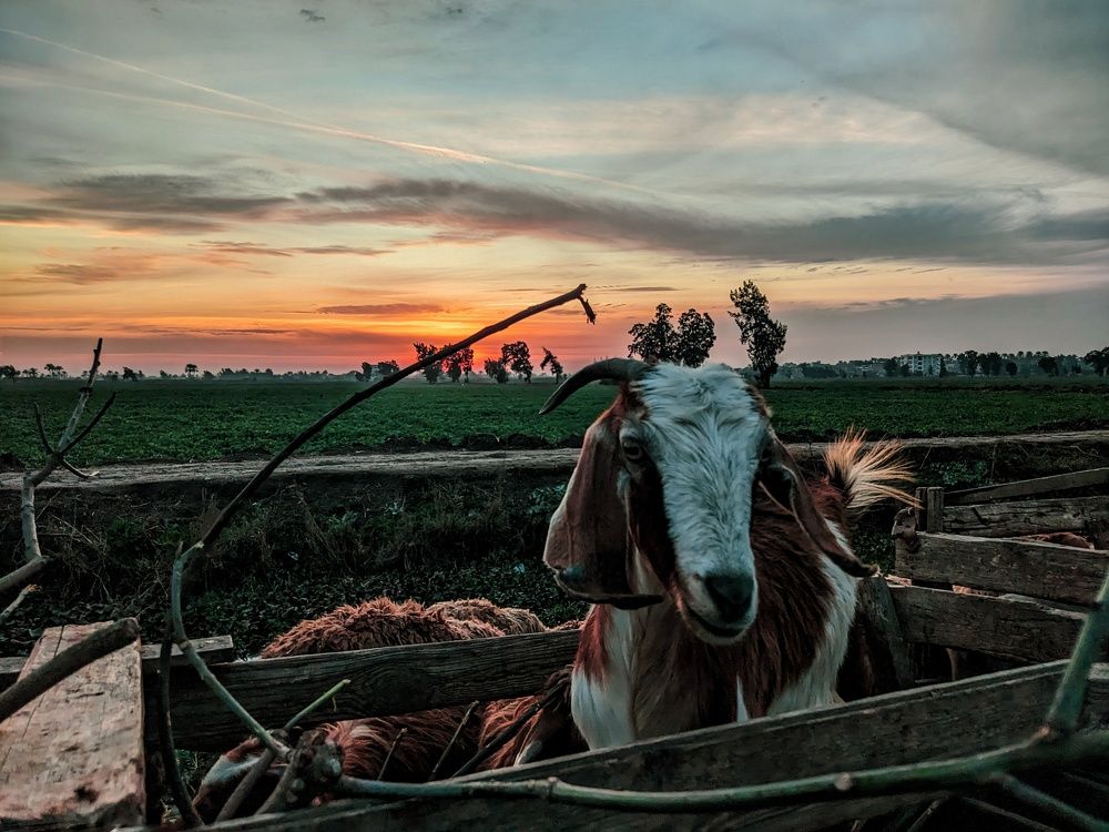 Photograph by Ziad Yasser