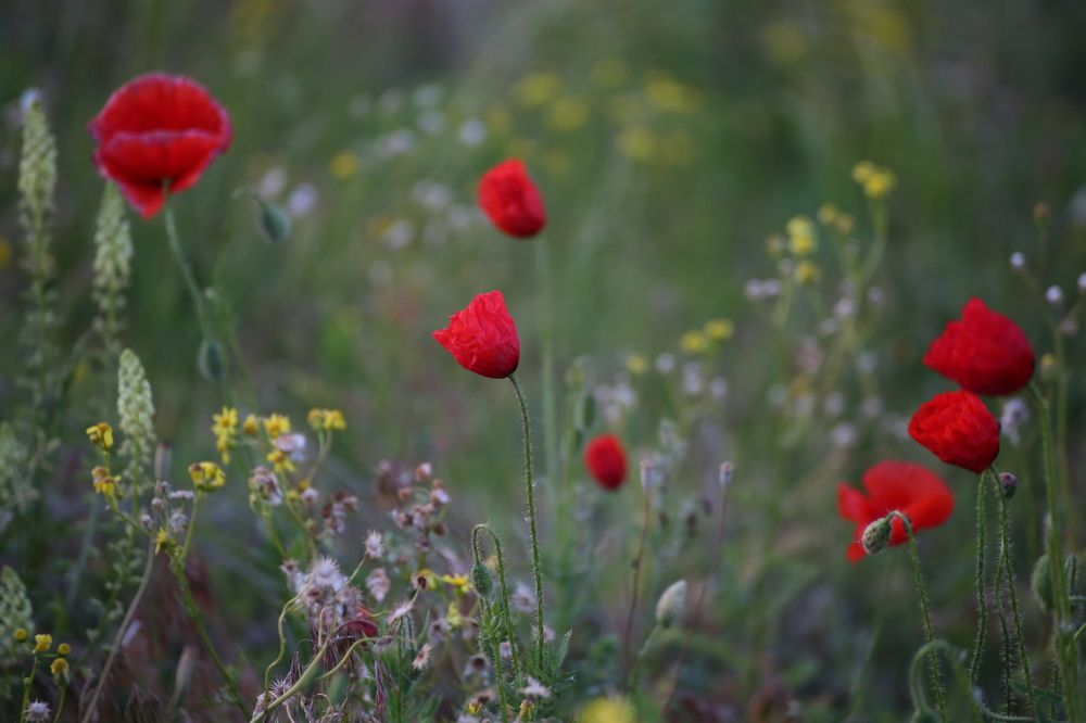 Photograph by Leanid Kulpo