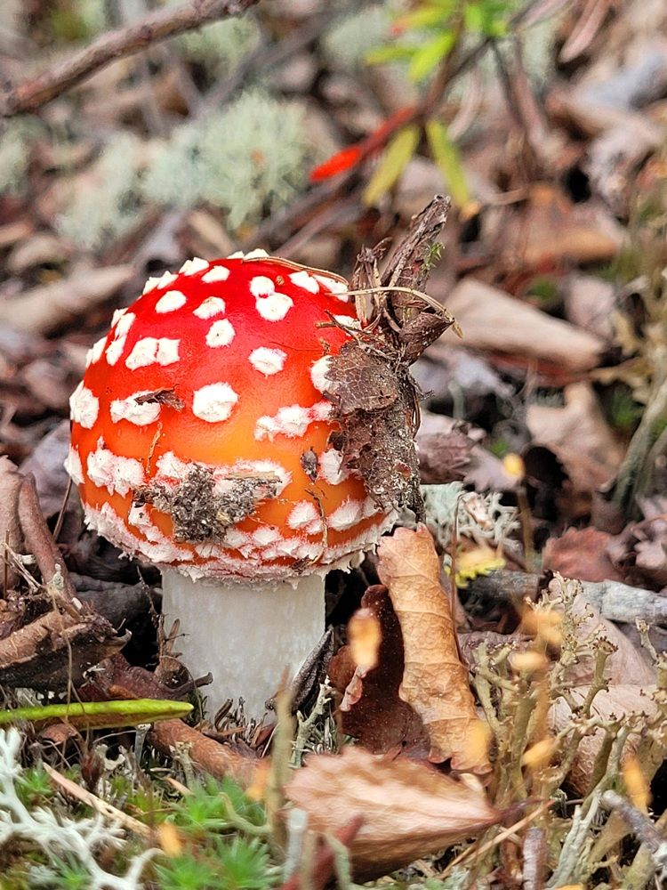 Фотография автора Казакова Людмила Ивановна