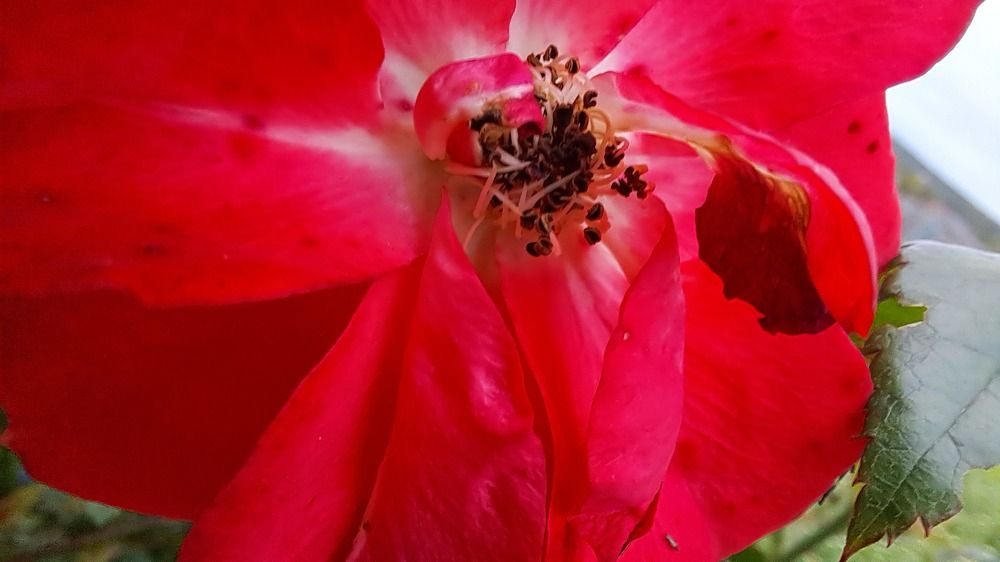 Photograph by Николай Худяков