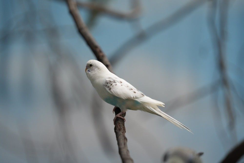 Фотография автора OVIDIU-IOAN TICU