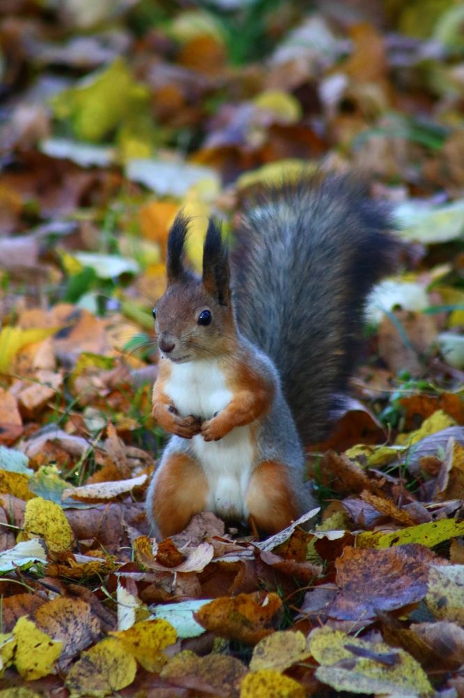 Photograph by Светлана Шуткова